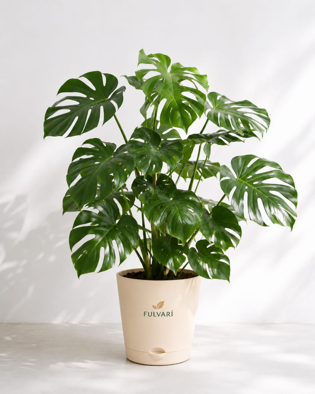 OUTDOOR PLANTS