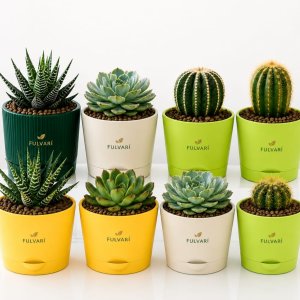 SUCCLENTS & CACTUS