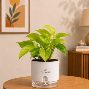 INDOOR PLANTS