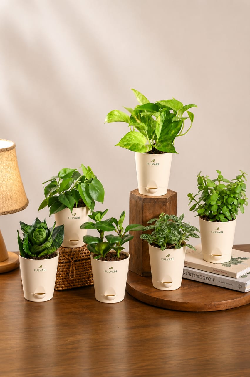 COMBO PLANT
