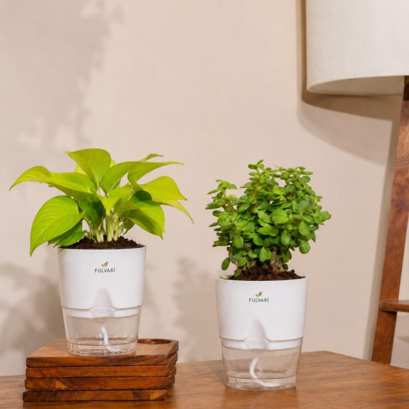 Air-purifying Indoor Plant Combo - Set of 2