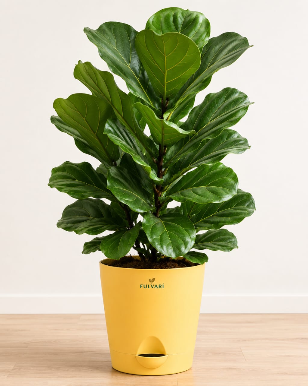 Fiddle Leaf Fig