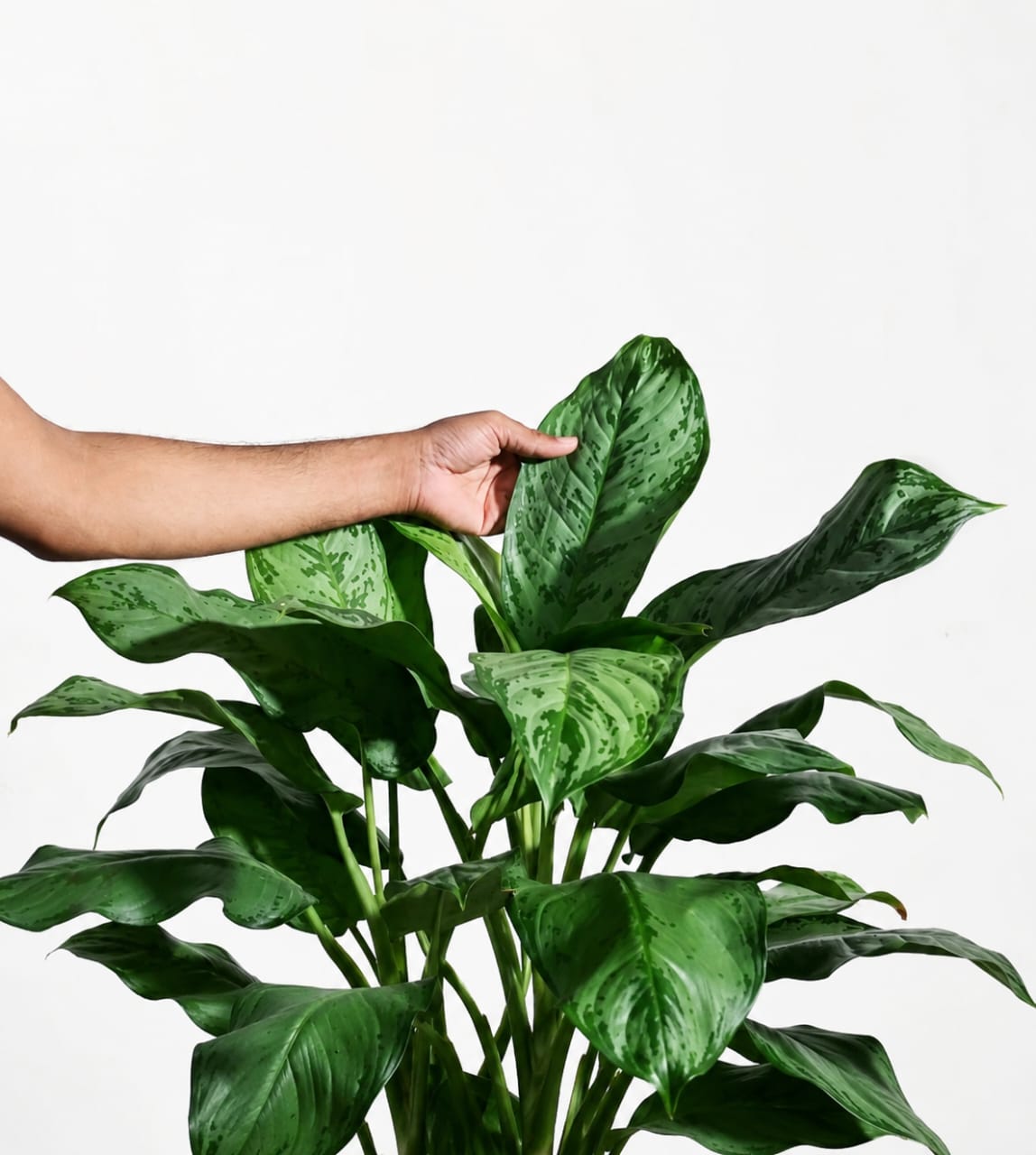 Aglaonema Dove Plant -  L & XL