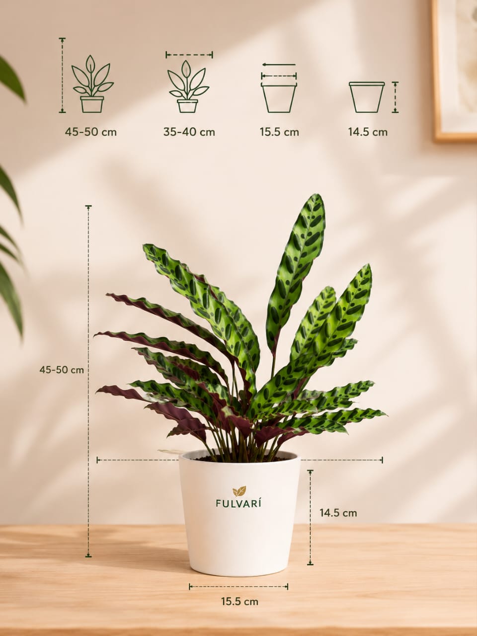 Calathea Rattlesnake Plant