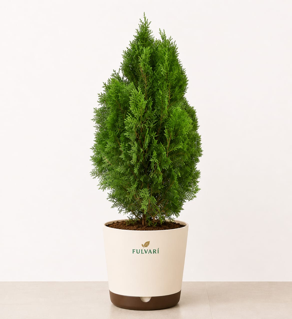 Thuja Occidentails