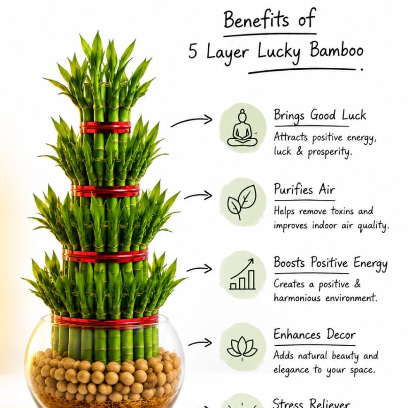 Lucky Bamboo Plant - 5 Layer