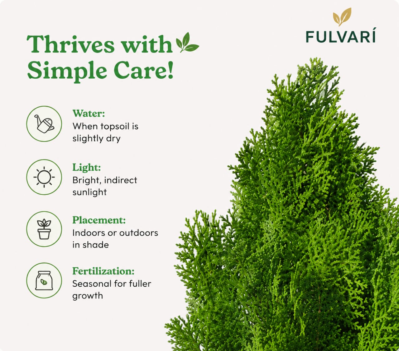 Thuja Occidentails