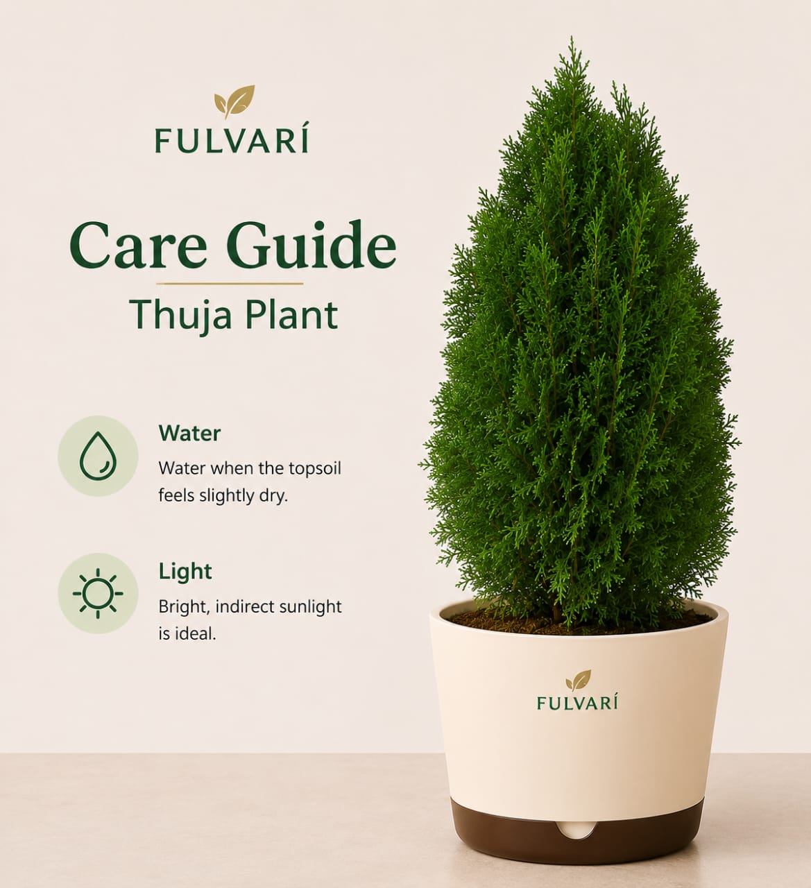 Thuja Occidentails