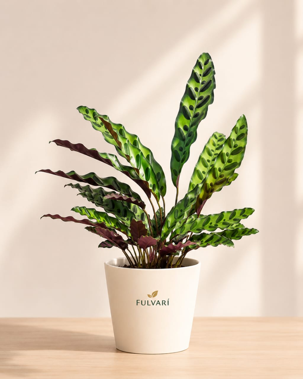 Calathea Rattlesnake Plant