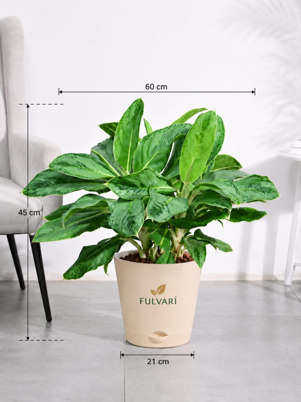 Aglaonema Dove Plant -  L & XL