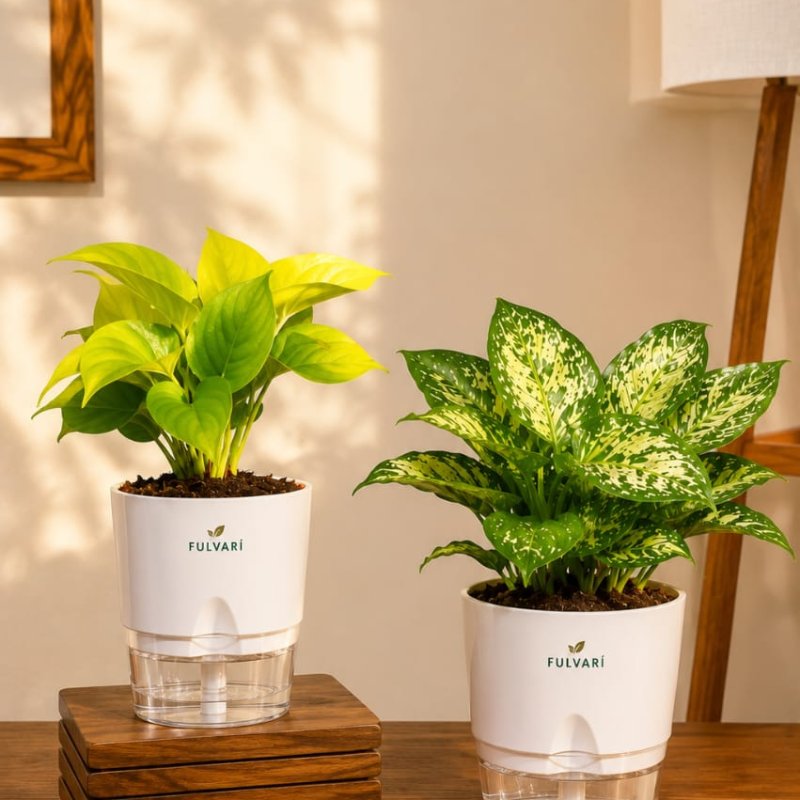 Air-purifying Indoor Plant Combo - set of 2