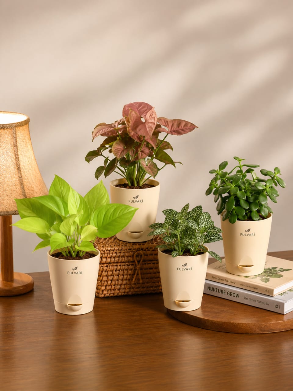 Air Purifying Combo - Set of 4 Indoor Plants