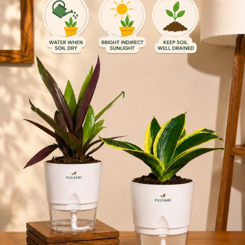 Vastu friendly Combo plant - set of 2