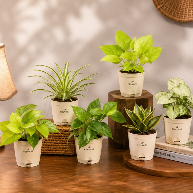 Air-purifying indoor plants - set of 6 with planters