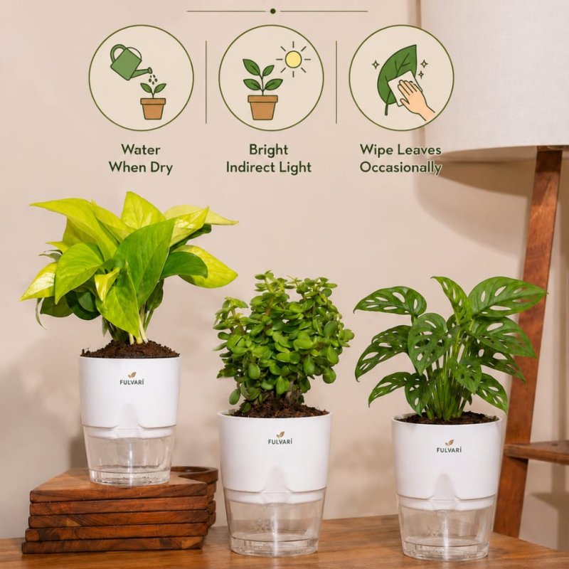 Vastu Friendly plant Combo - set of 3