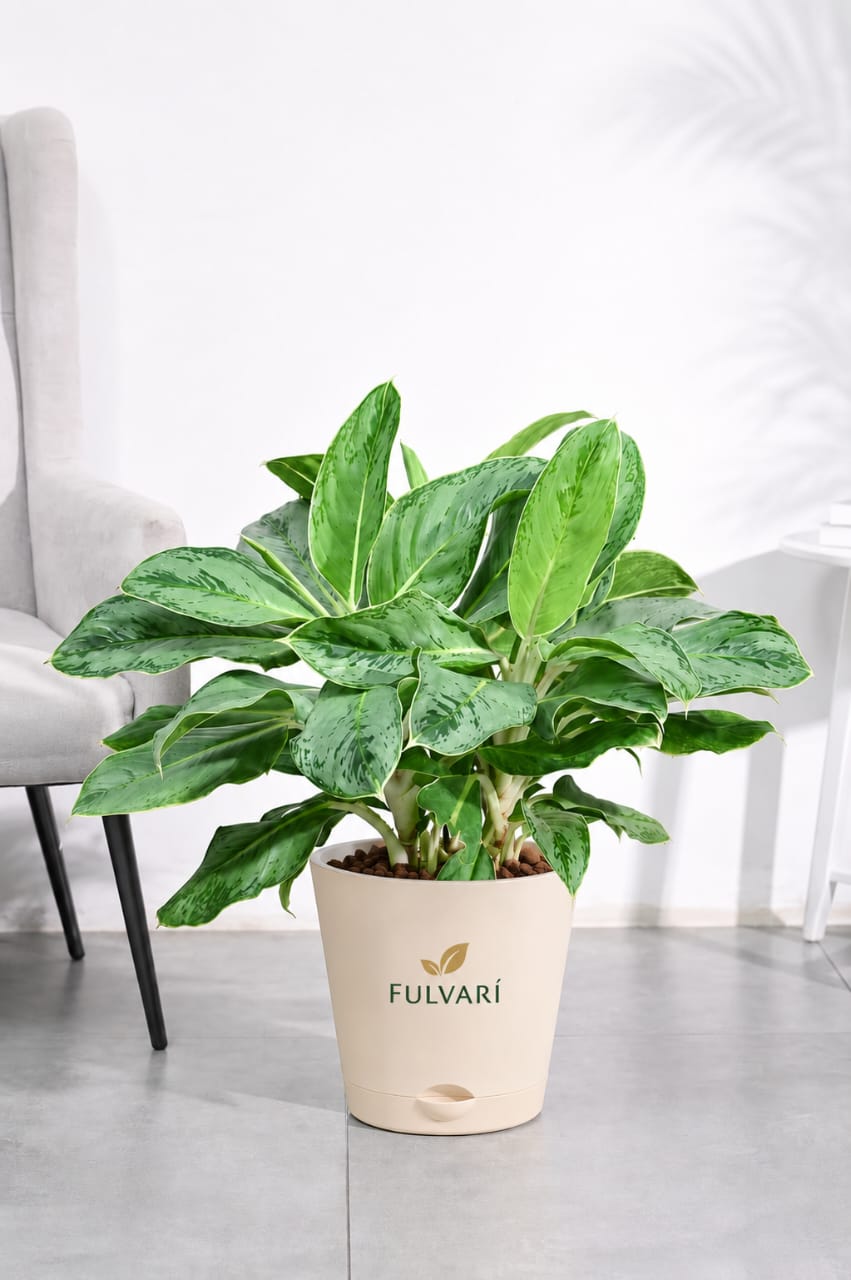 Aglaonema Dove Plant -  L & XL