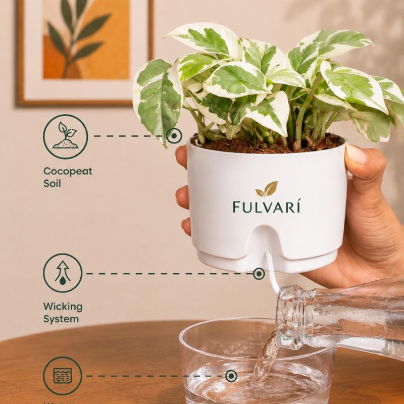 Vastu Friendly plant Combo - set of 3