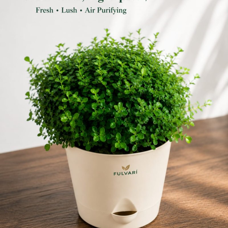 Table Kamini Plant