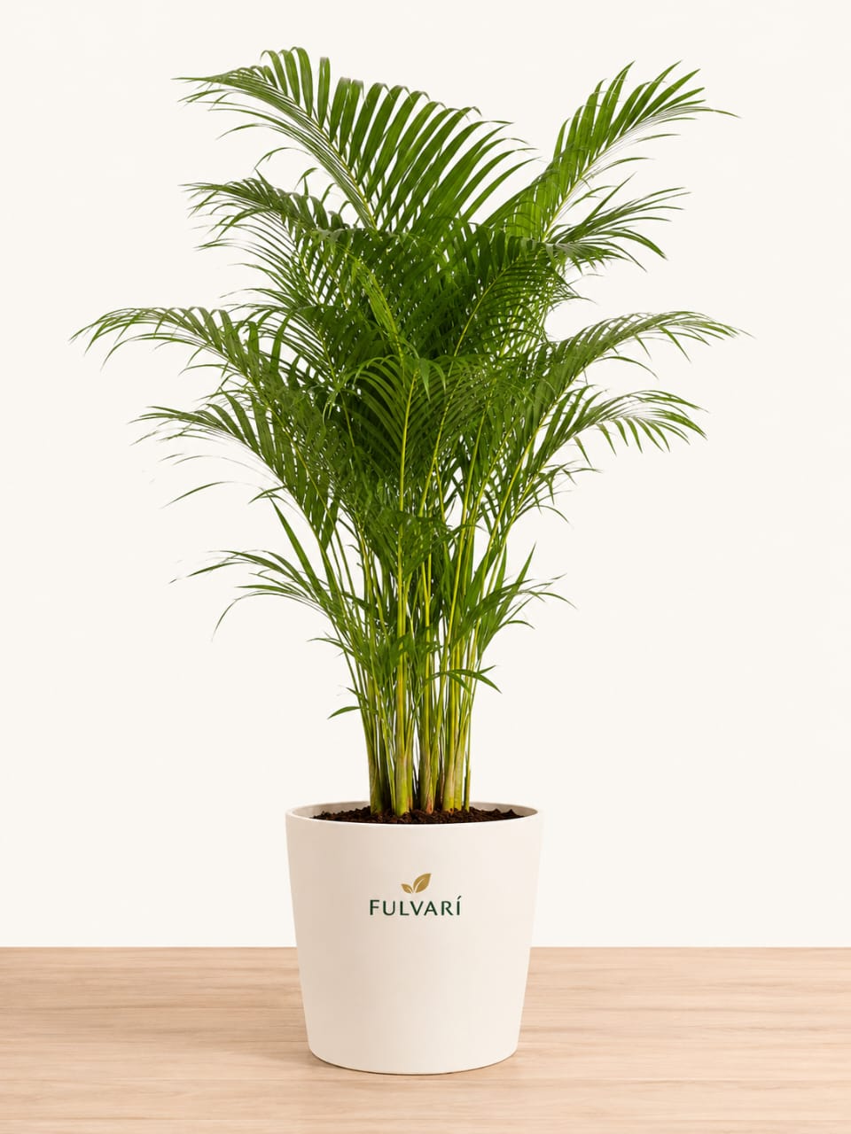 Areca Palm