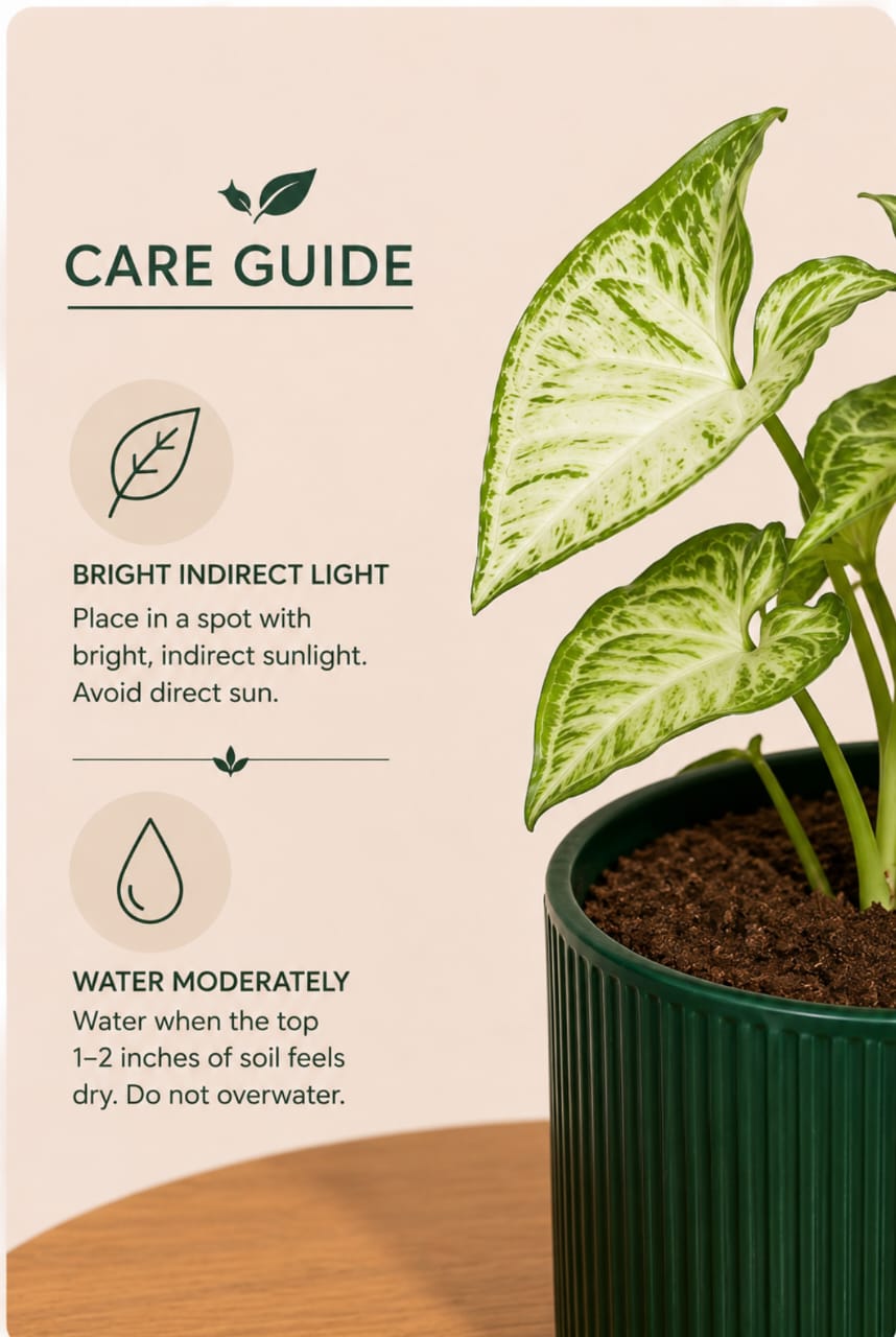Syngonium podophyllum - White Butterfly Plant
