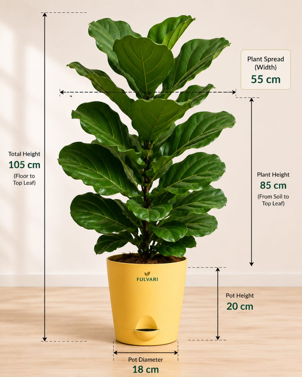 Fiddle Leaf Fig