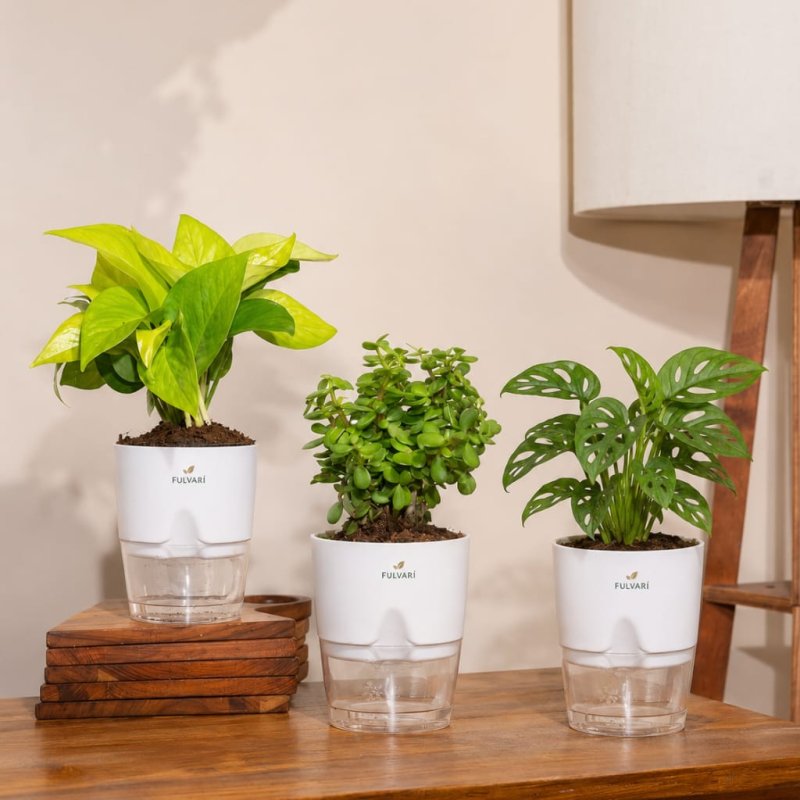 Vastu Friendly plant Combo - set of 3