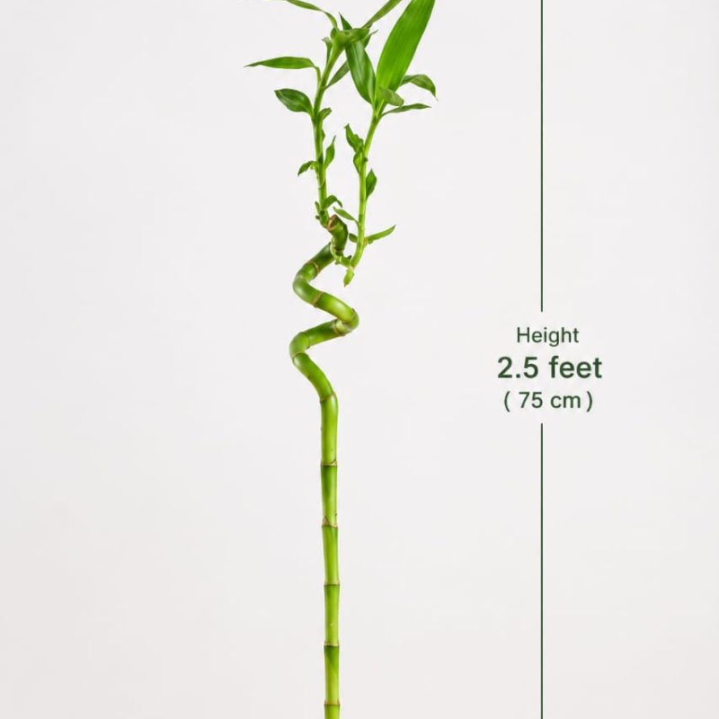 Spiral Stick Lucky Bamboo Plant