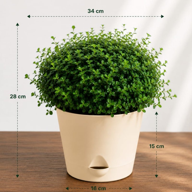 Table Kamini Plant