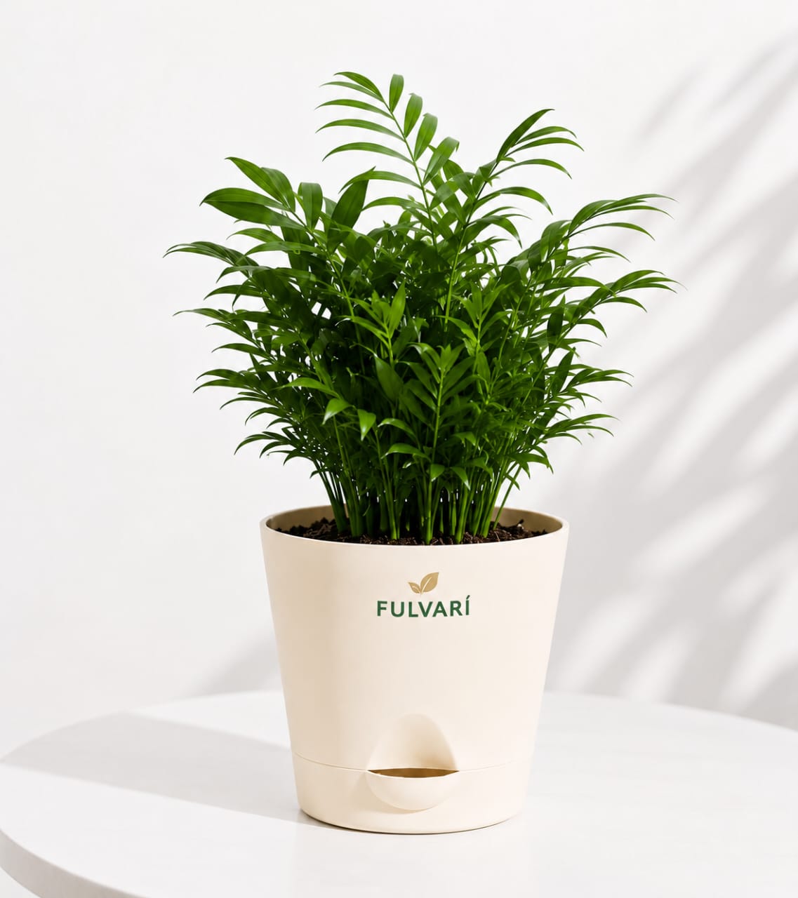 Parlor Palm