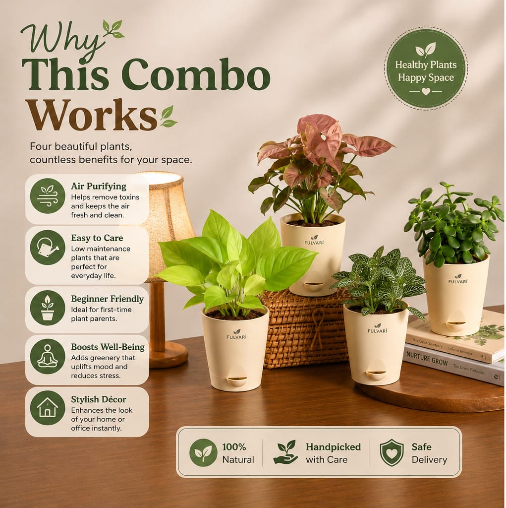 Air Purifying Combo - Set of 4 Indoor Plants