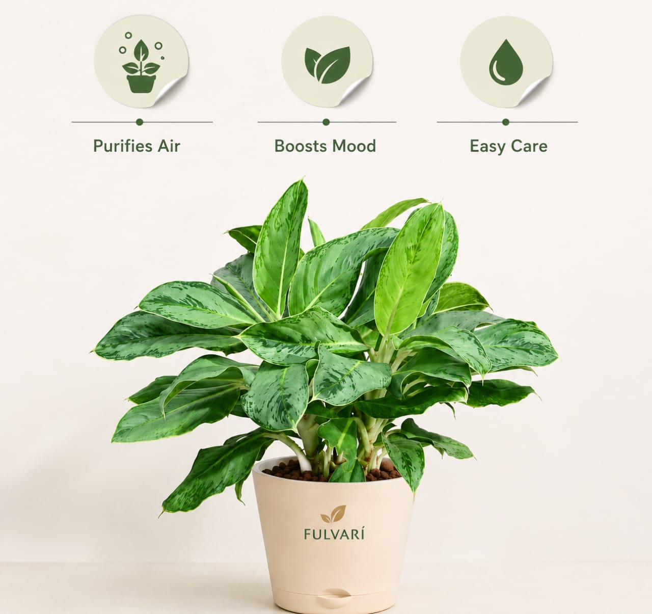 Aglaonema Dove Plant -  L & XL