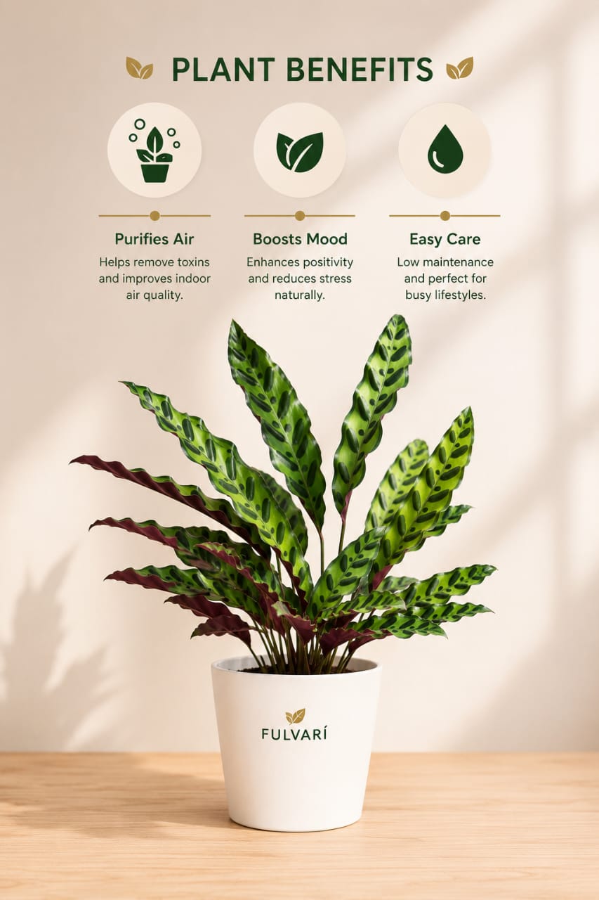 Calathea Rattlesnake Plant