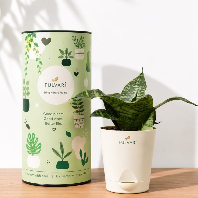 Air-purifying indoor plants - set of 6 with planters