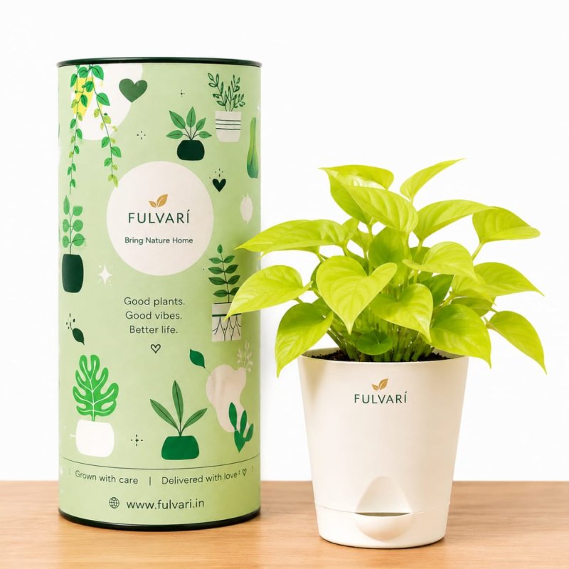 Air-purifying indoor plants - set of 6 with planters