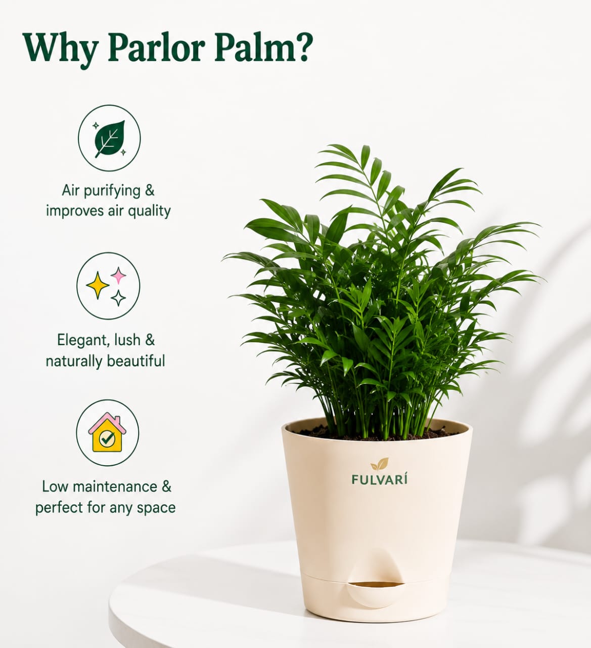 Parlor Palm