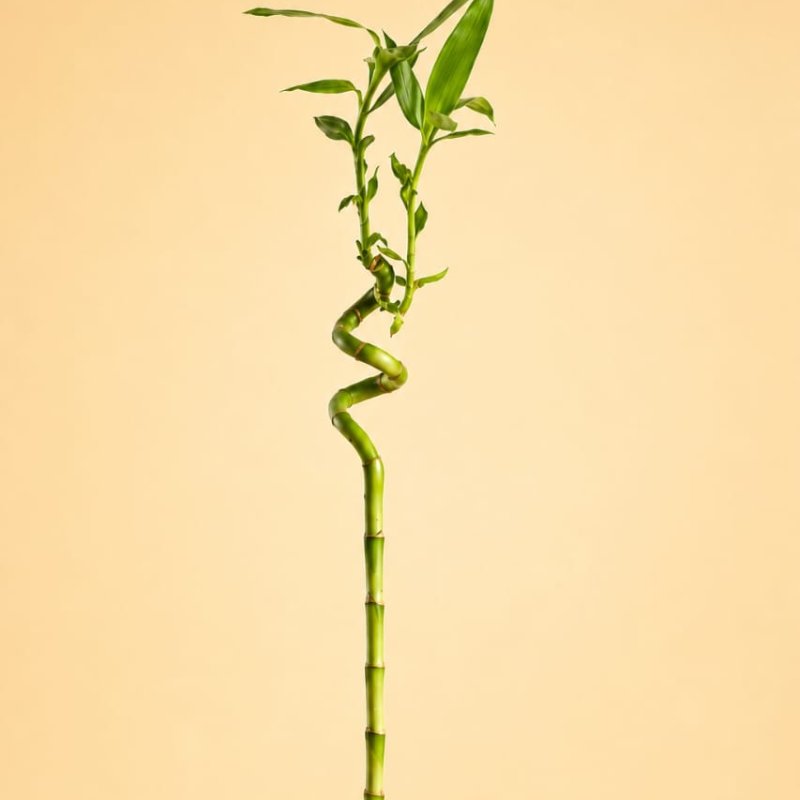 Spiral Stick Lucky Bamboo Plant