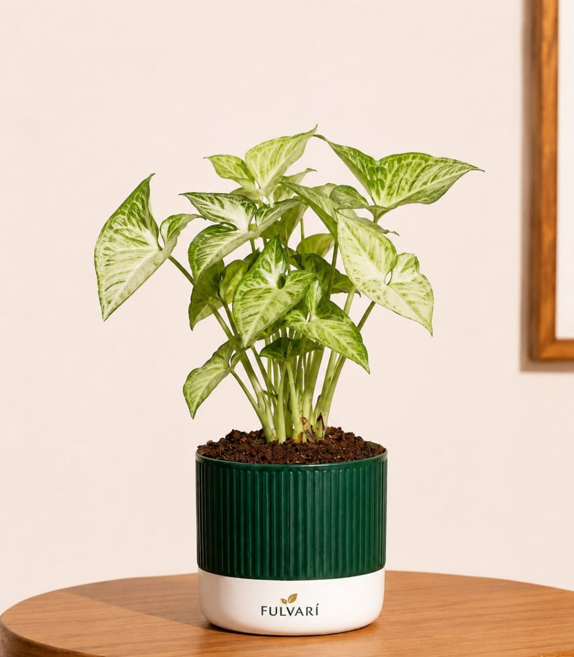 Syngonium podophyllum - White Butterfly Plant