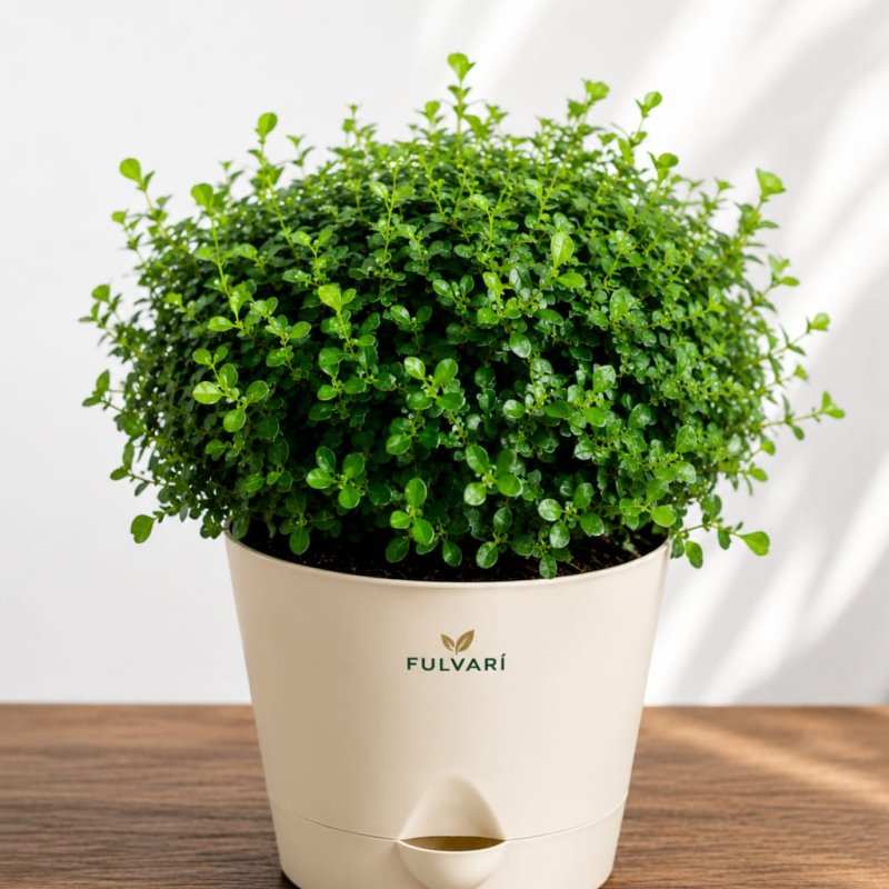 Table Kamini Plant