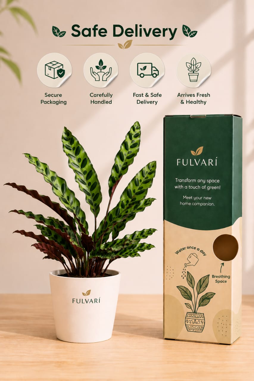 Calathea Rattlesnake Plant