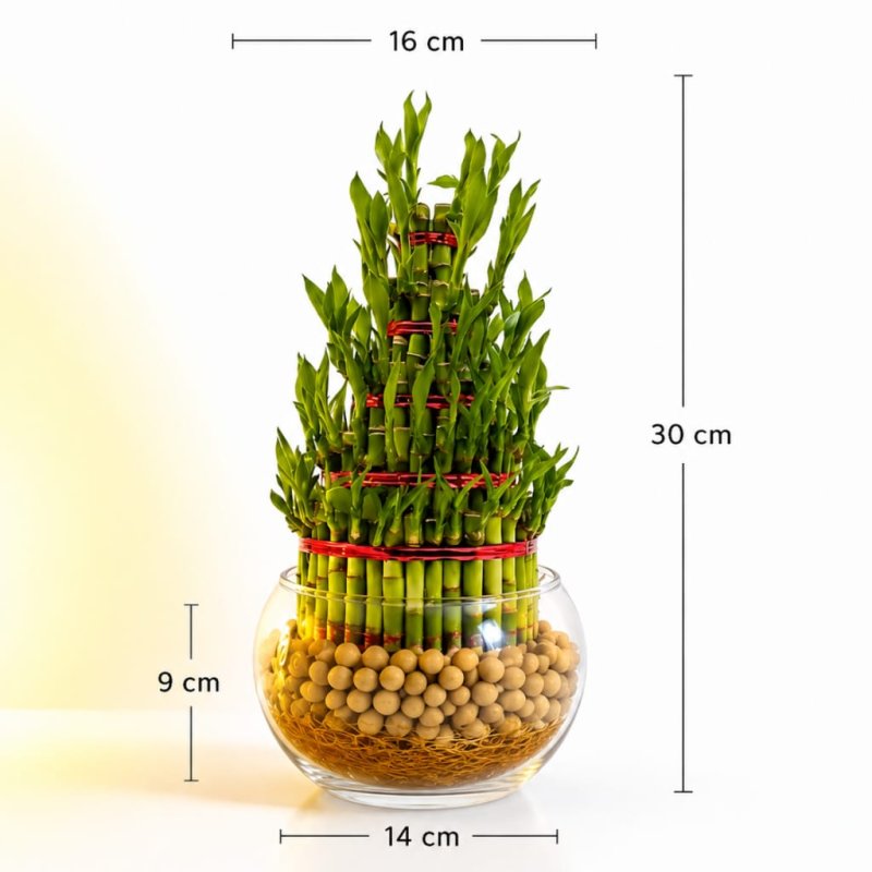 Lucky Bamboo Plant - 5 Layer