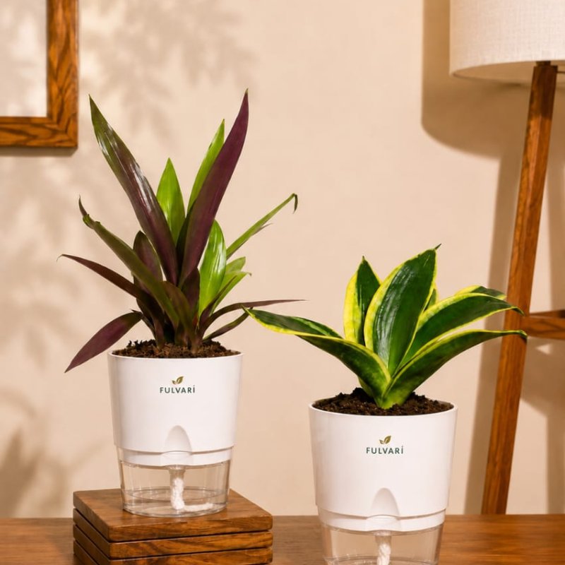 Vastu friendly Combo plant - set of 2