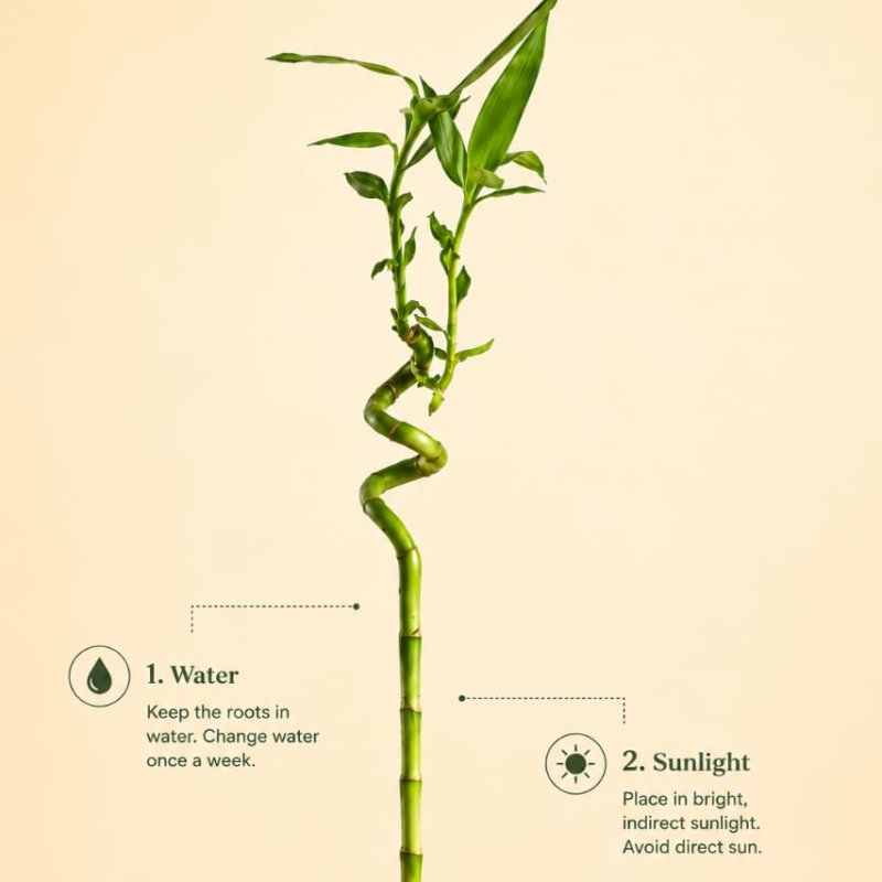 Spiral Stick Lucky Bamboo Plant