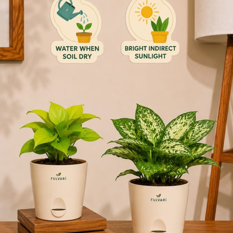 Air-purifying Indoor Plant Combo - set of 2