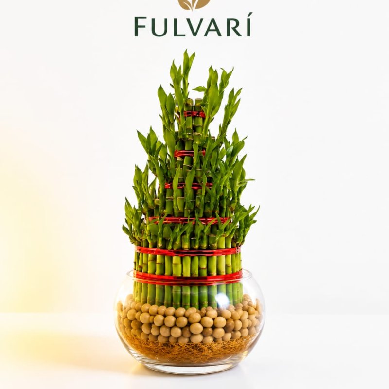 Lucky Bamboo Plant - 5 Layer