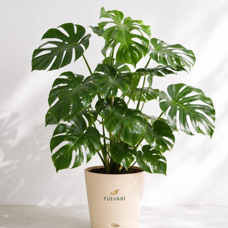 product/y2u5Vk5v66WBmSreNQqgL95paU2LKA.jpg