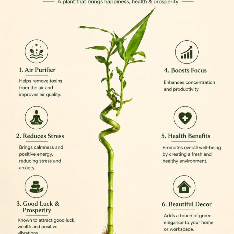 Spiral Stick Lucky Bamboo Plant